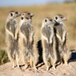 The Meerkat Approach