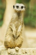 The meerkat, an alert animal always on the lookout