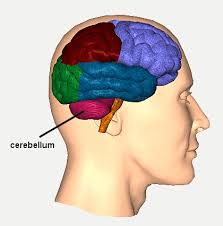 Our brain. The cerebellum is next to the brain stem