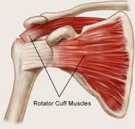 Structure of the Shoulder