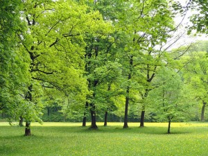 Does green space help recovery