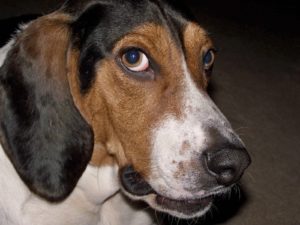 Dog chews the internet cable